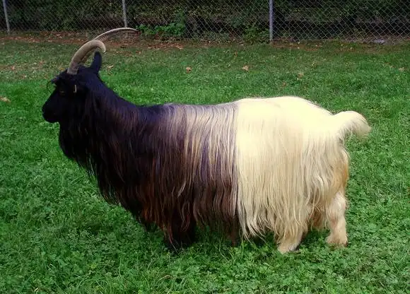 прикольные козы со всего мира