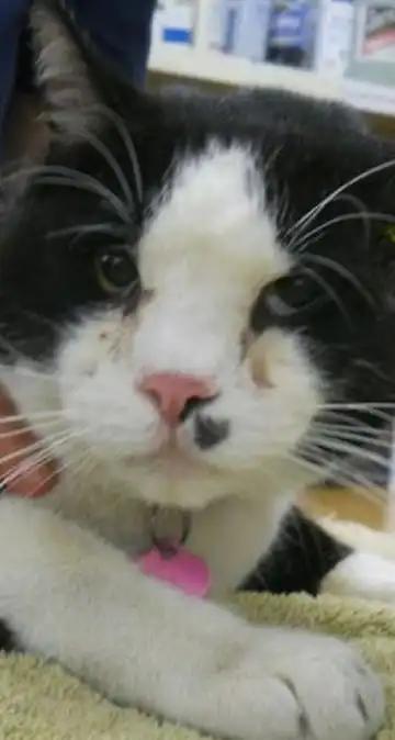 Кот-счастливчик