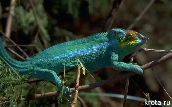 Хамелеоны