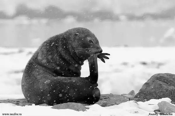 Антарктида…