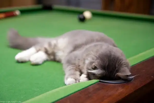 Коты тоже любят бильярд