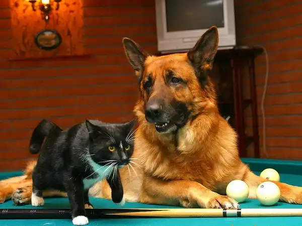 Коты тоже любят бильярд