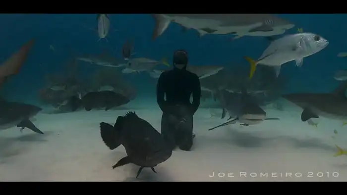 Кормящая акул