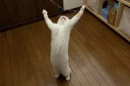 Фотоприколы2