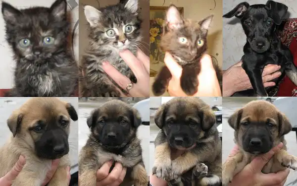 Три котёнка и щенки ищут уютный дом