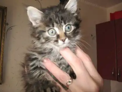 Три котёнка и щенки ищут уютный дом