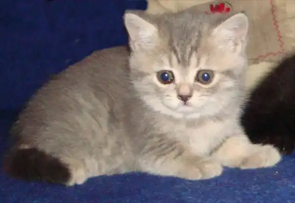 Шотландские котятки