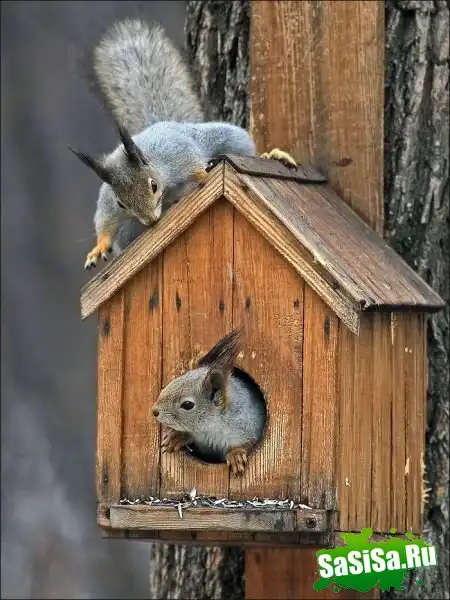 ИЗ СЕРИИ "ЗАБАВНЫЕ ЖИВОТНЫЕ"