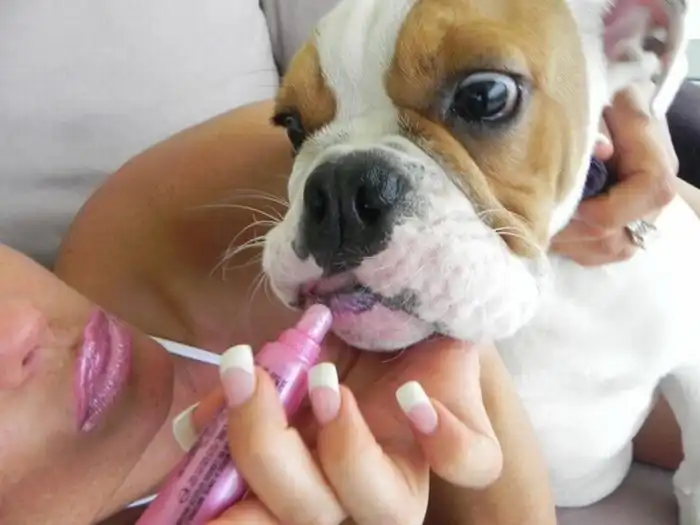 Английский бульдог знаменитости Коко