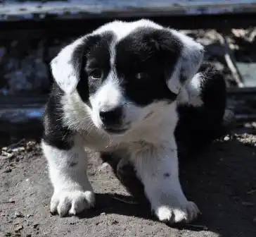 Отдам щенят от небольшой собачки в добрые руки!!!