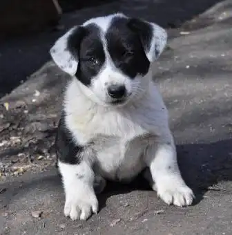 Отдам щенят от небольшой собачки в добрые руки!!!