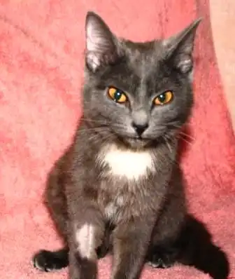 Замерзшей молоденькой кошечке очень нужен дом или передержка!!!