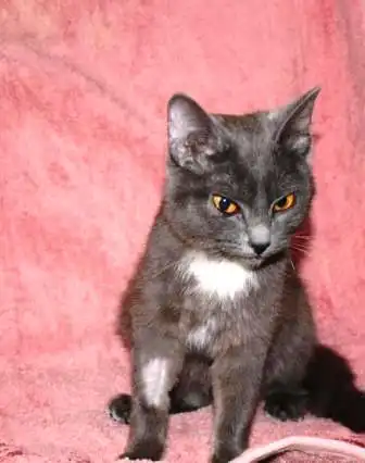 Замерзшей молоденькой кошечке очень нужен дом или передержка!!!