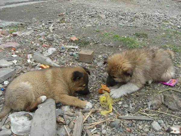 Большой щенок на охрану