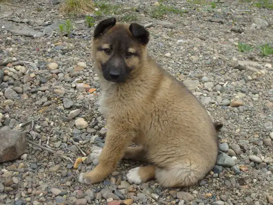 Большой щенок на охрану