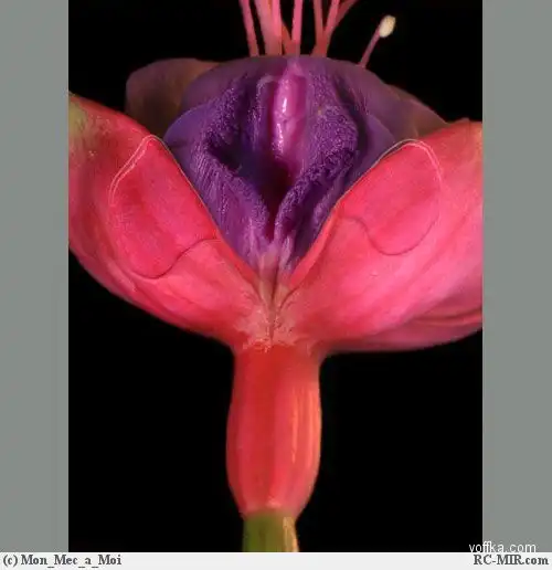 эротика цветов