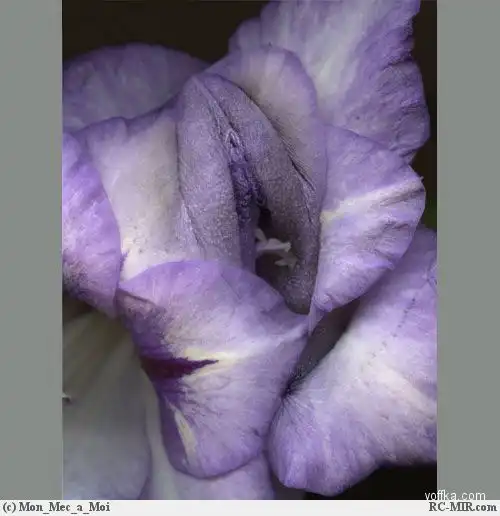 эротика цветов