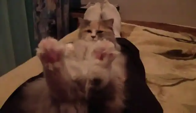 Ой, что весна с котами делает :)