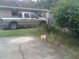 Птичка нарвалась