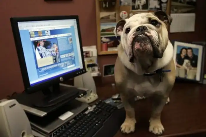 Собачья жизнь