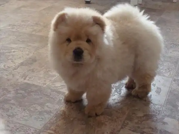 Щенок Чау-чау