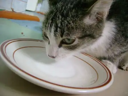 Спасите кошкэ