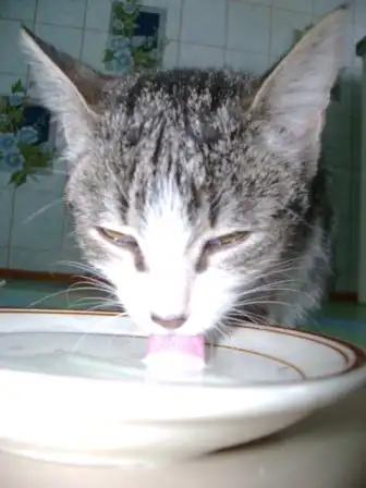 Спасите кошкэ