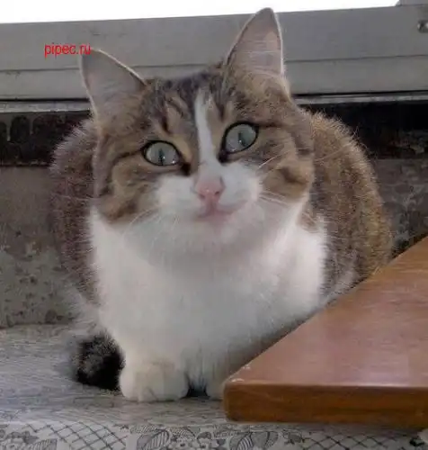 Подборочка