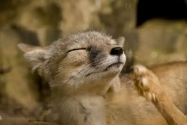 Позитивная подборка животных