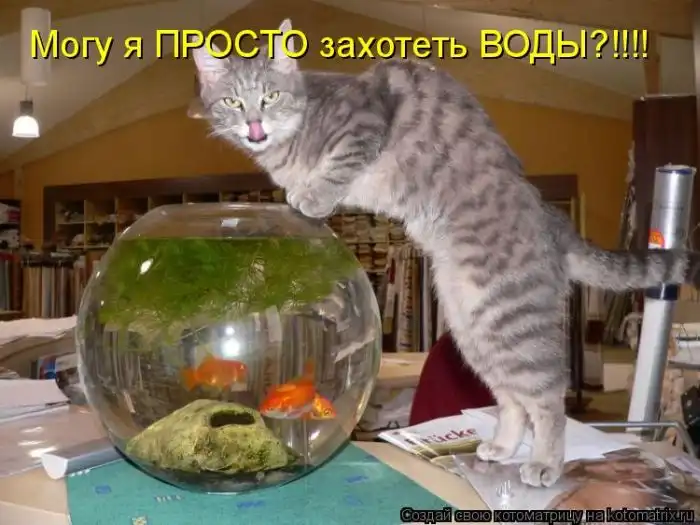 Лучшие котоматрицы недели