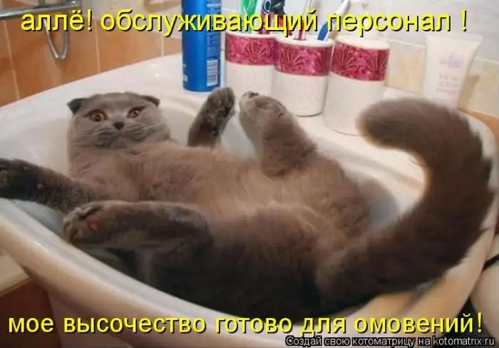 Лучшие котоматрицы недели