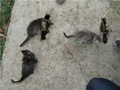 Перекупщики животных