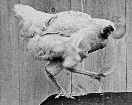 Майк который прожил полтора года без головы