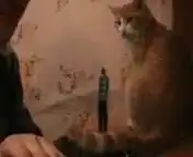 Очередной шедевр от Сени