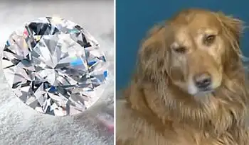 Самые странные истории 2010 года