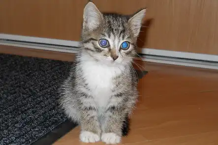 2 котенка ищут дом