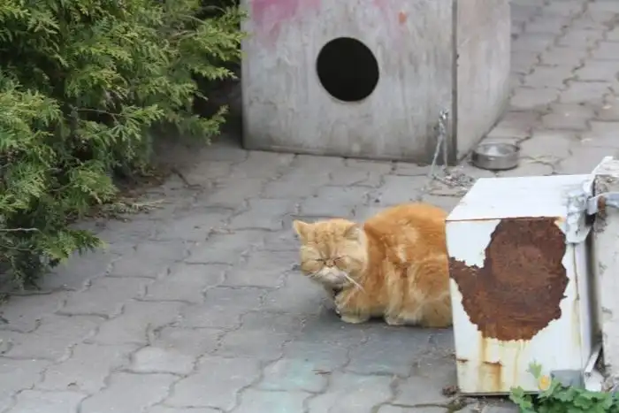 Опасный кот