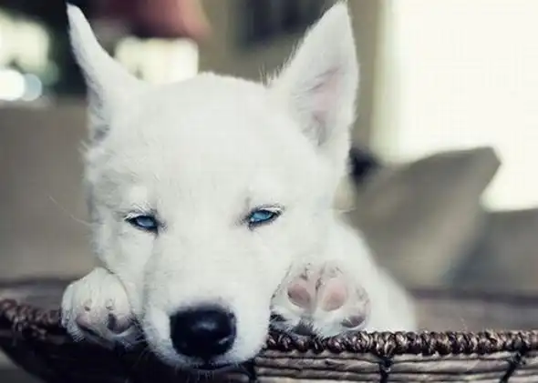 Барбосы часть 2