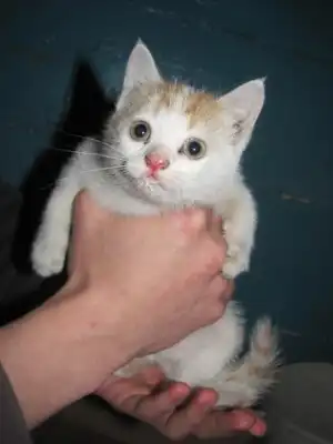 Котятам нужен дом или передержка!