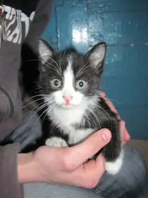 Котятам нужен дом или передержка!