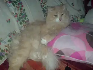 Потерялся кот ул.Партизанская