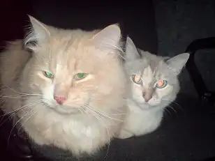 Потерялся кот ул.Партизанская