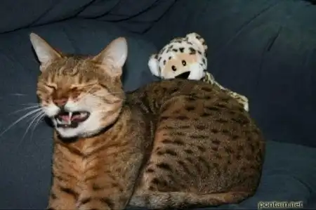 Смешные животные