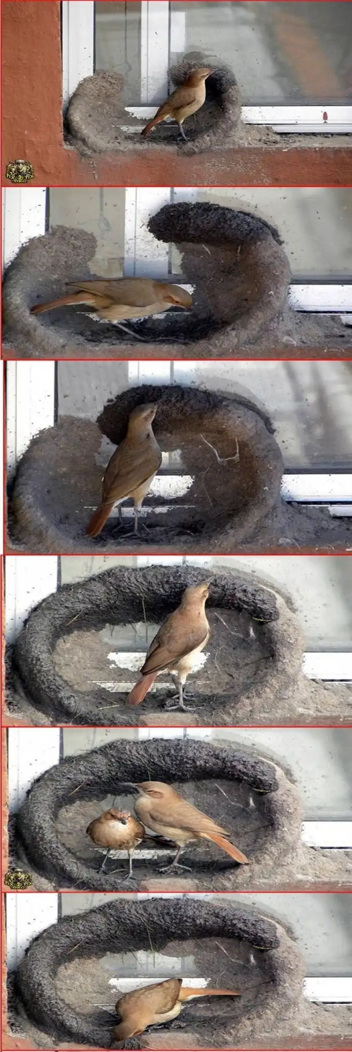 Строительство глиняного гнёздышка:)