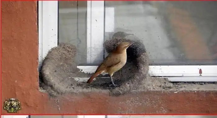 Строительство глиняного гнёздышка:)