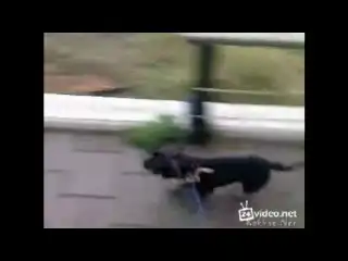 Собака мычит