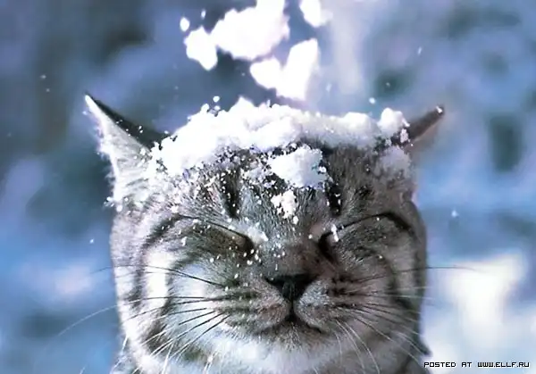 Для кошатников ))))