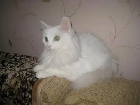 Пушистая, зеленоглазая кошечка.