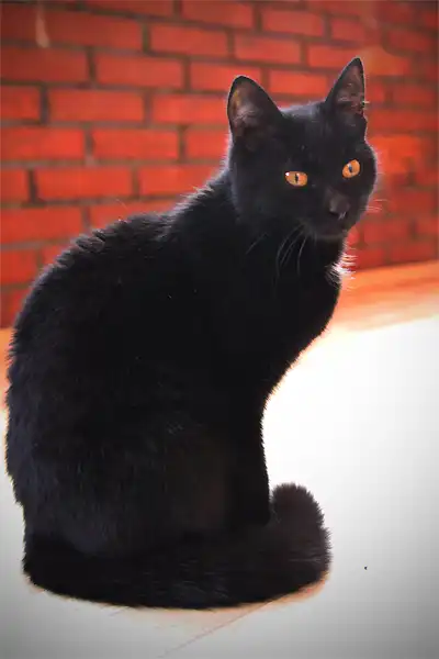 красотка Наоми ищет дом