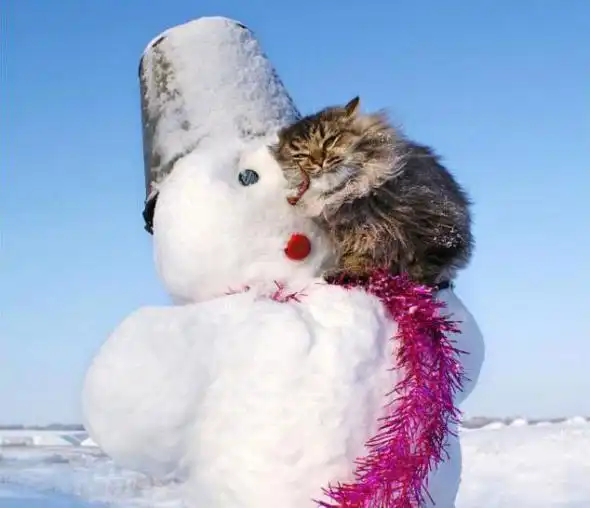 Кошаки часть 2